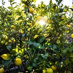 The Lemon Tree Appartement Vilaflor