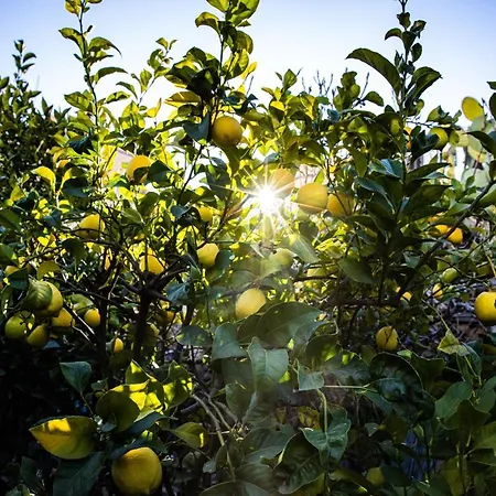The Lemon Tree Appartement