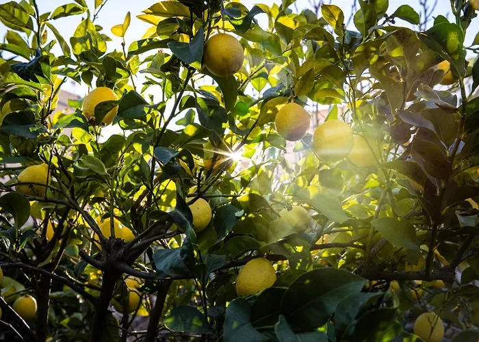 The Lemon Tree Vilaflor