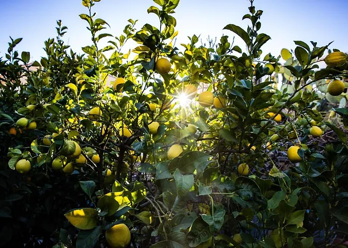 The Lemon Tree Apartamento