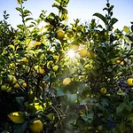 The Lemon Tree Apartment
