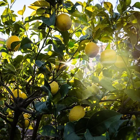 The Lemon Tree Vilaflor de Chasna