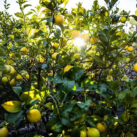 The Lemon Tree Апартаменты Вилафлор