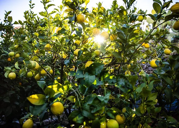 The Lemon Tree 公寓 维拉弗洛尔